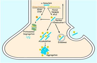 SUMOylation in α-Synuclein Homeostasis and Pathology